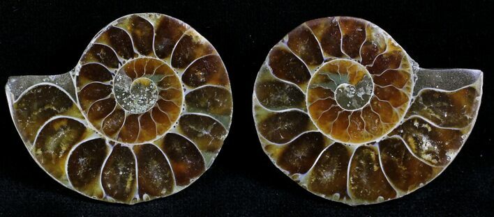 Small Desmoceras Ammonite Pair - #27893